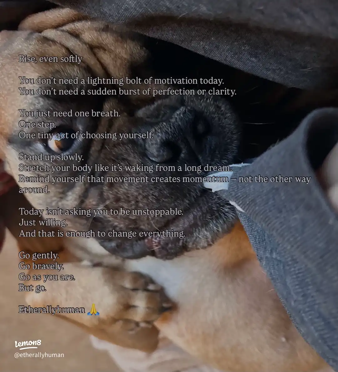 ✨ Rise, Even Softly ✨
's images(0)