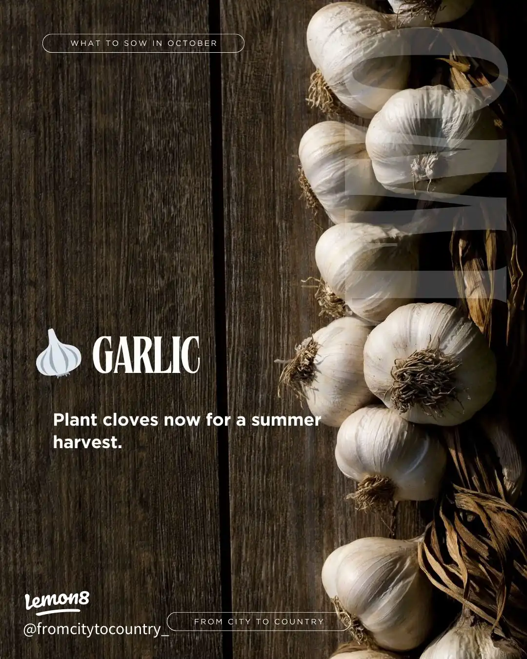 Vegetable & Herb Seeds to Sow in October 🌱🍂 USDA Z's images(2)