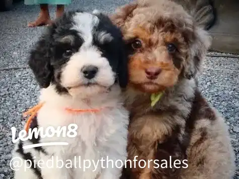 available for adoption 's images(1)