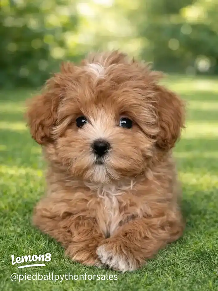 Maltipoo puppy for adoption 's images(2)
