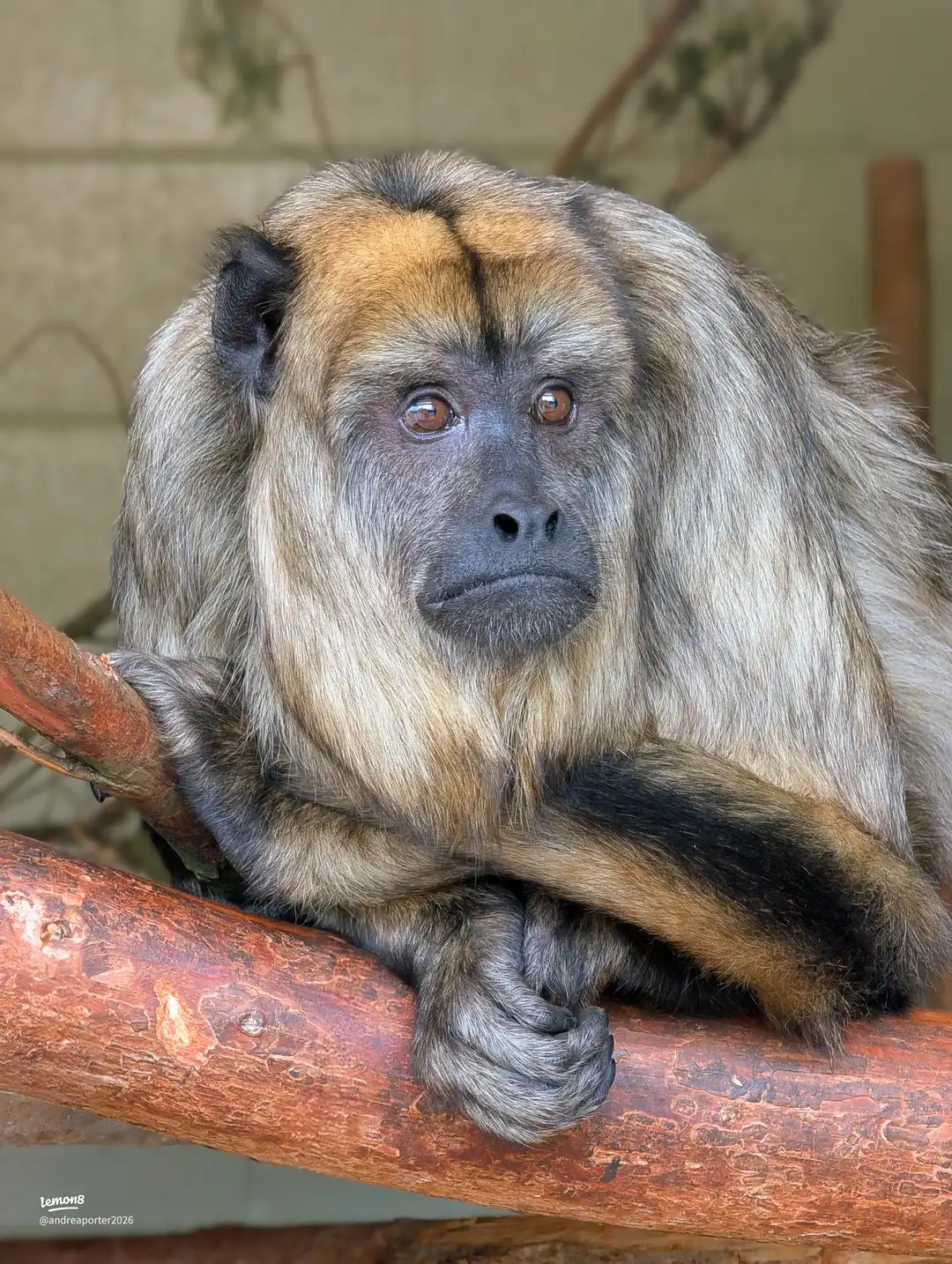 banham zoo trip 's images(5)