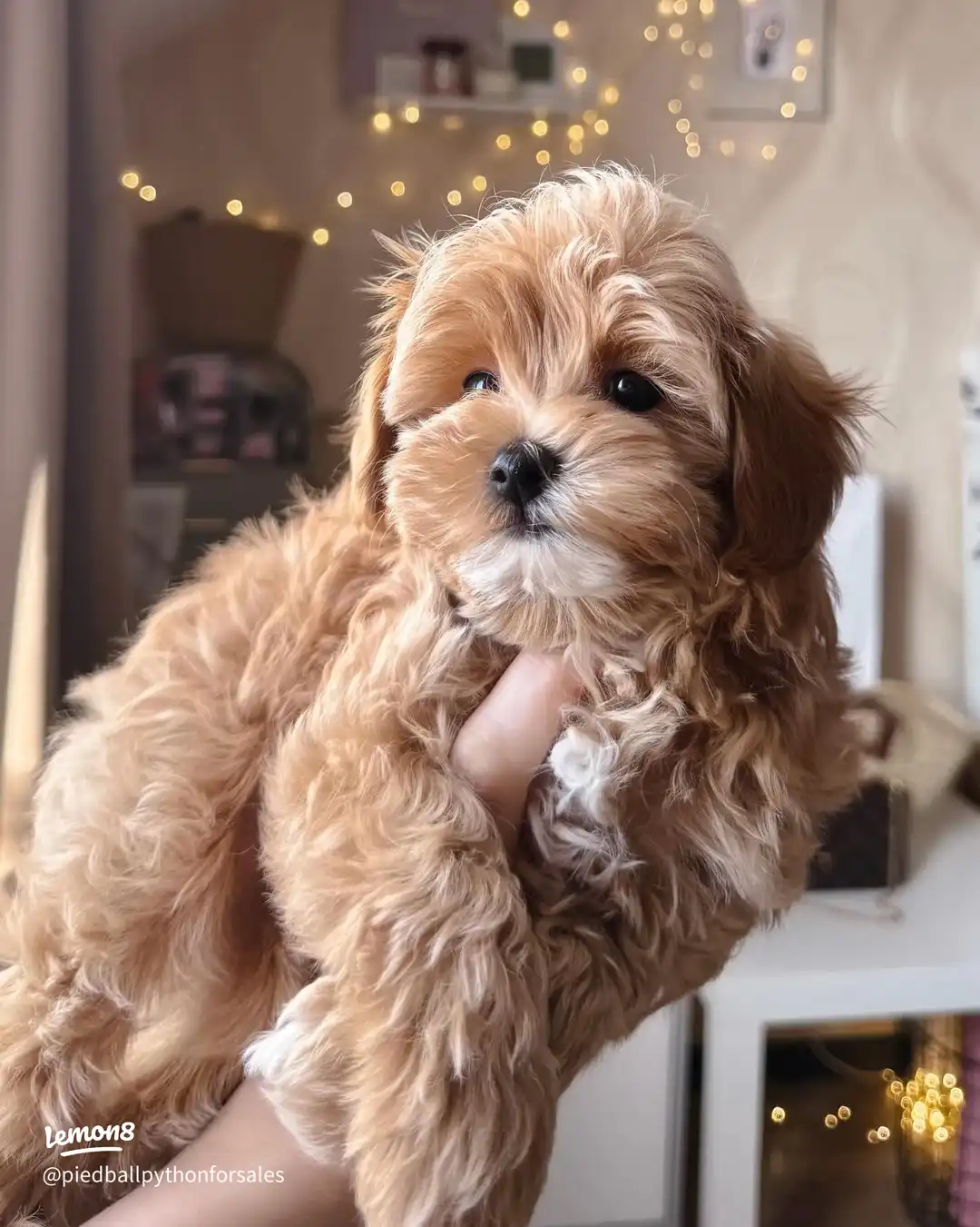 available for adoption 's images(1)